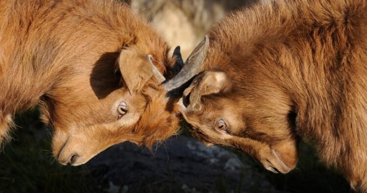 Don’t Quarrel – Rick Hanson, PhD