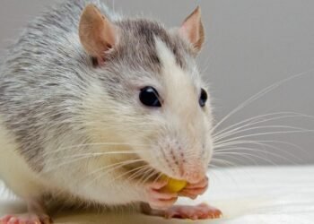 Feed the Mouse – Rick Hanson, PhD