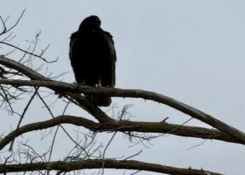 Nondual Meditation – Being the Stillness