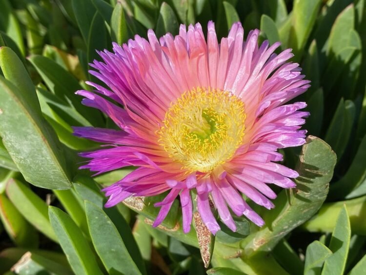 Dropping the Extremely Ball – Deconstructing Your self