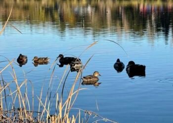 Broad open, Conscious – Deconstructing Your self