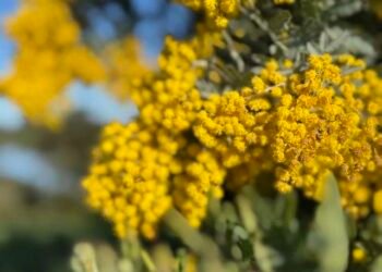 Effortlessly Being the Welcoming Openness