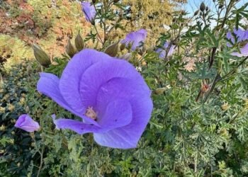 Dissolving the Core of Stress