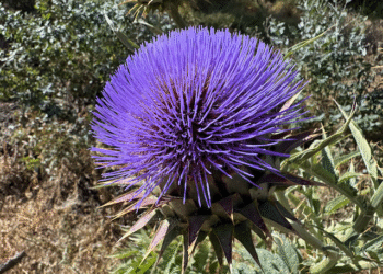 Being Effulgent Spaciousness – Deconstructing Your self