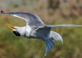 Psychological Well being and Motivation: Fashionable Existential Photographers