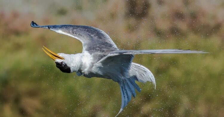 Psychological Well being and Motivation: Fashionable Existential Photographers