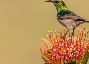 Psychological Well being and Motivation: Vernon Chalmers’ Existential Images