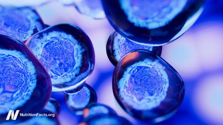 Dietary Elements That Could Trigger Most cancers to Metastasize 