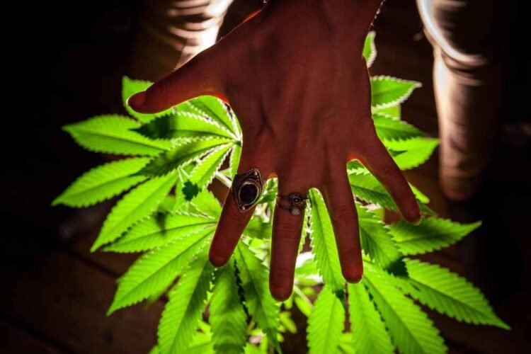 Hashish as a Instrument for Self-Data and Moral Dwelling