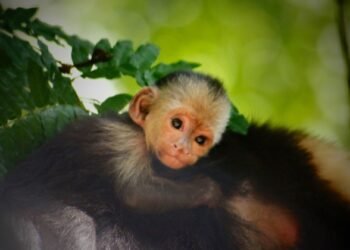 Hug the Monkey – Rick Hanson, PhD