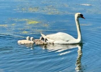 Easy Nondual Consciousness – Deconstructing Your self