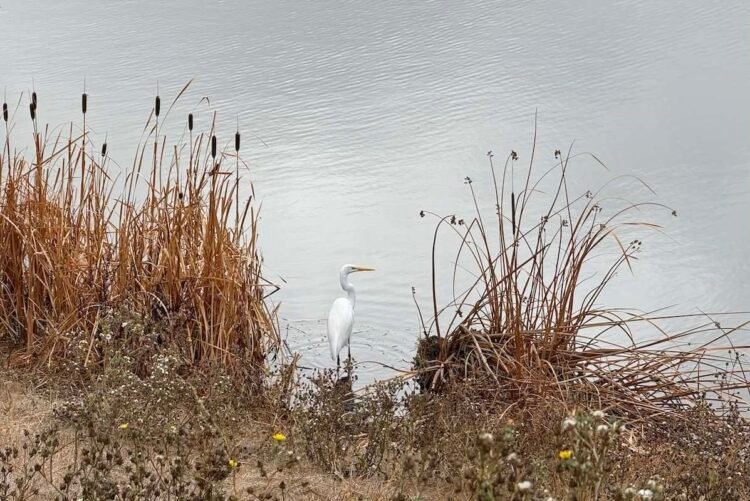 Sit in Easy Presence – Deconstructing Your self