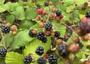 Being the Stillness – Deconstructing Your self