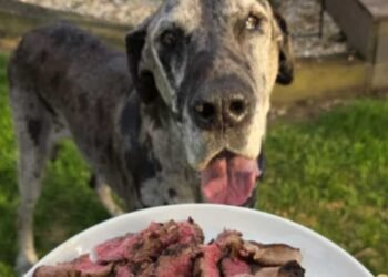 Beloved Pet’s Final Meal Sparks Sort Response from Restaurant