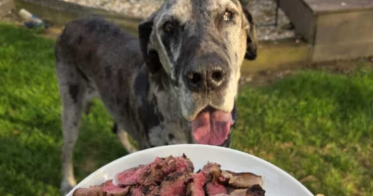 Beloved Pet’s Final Meal Sparks Sort Response from Restaurant
