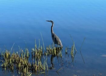 Useful resource for All of the World’s Sorrows