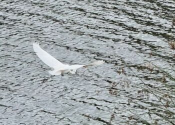 Gratitude for Merely Being – Deconstructing Your self