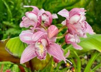 Vibrating Awake House and Freedom