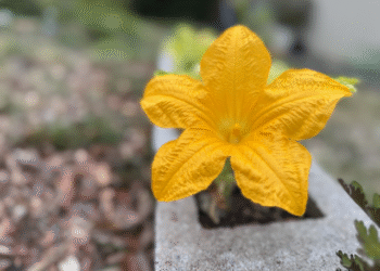 Coming from the Supply of All the things