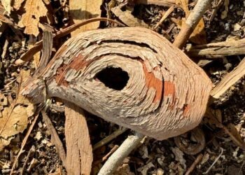 Outdoors the Vacuum Cave – Deconstructing Your self