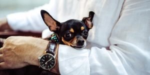 How Emotional Help Animals Promote Psychological Well being