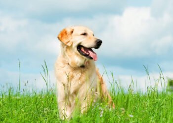 From ‘sniff-aris’ to puzzle feeders: 10 tricks to maintain your canine thriving