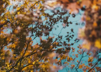 A Direct Path to Liberation – Be Right here Now Community 2025