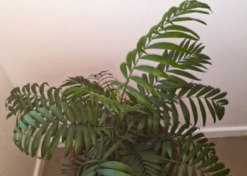 A Love Palm named Gratitude