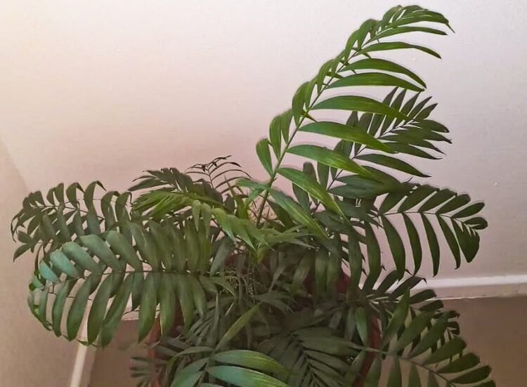 A Love Palm named Gratitude