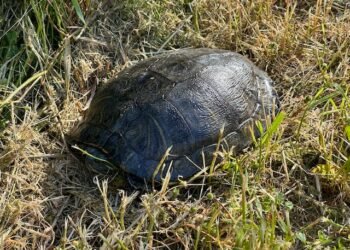 The Easiest Factor – Deconstructing Your self