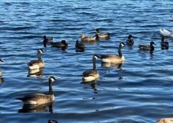 Contacting the Spaciousness Inside – Deconstructing Your self