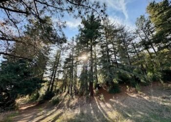 Nondual Freedom inside Move and Openness