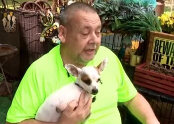 How a two-legged Chihuahua saved his proprietor from a coronary heart assault