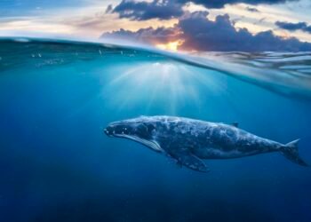 What went proper this week: the excellent news that issues