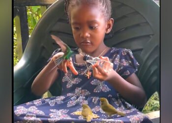 Just a little ‘fowl whisperer’ captures hearts whereas sharing a magical second with hummingbirds