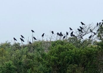 Transcript of: A Few Stray Factors about Nonduality, with Jake Orthwein