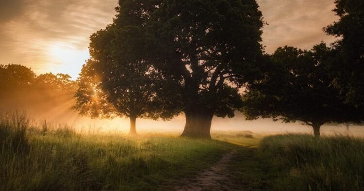 Relaxation – Rick Hanson, PhD