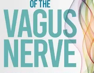 The Energy Of The Vagus Nerve – A Information To Pure Therapeutic And Vitality