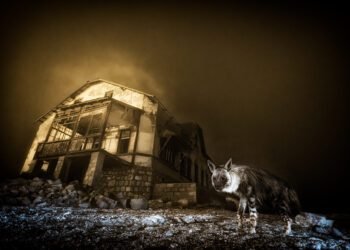 Wildlife Photographer of the Yr 2025, the successful pictures