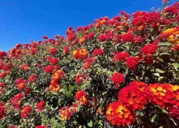 Easy Resting within the Huge House of Consciousness