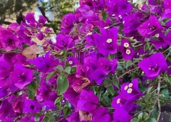 Letting Go, Doing Nothing – Deconstructing Your self