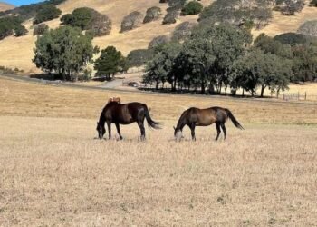 Meditating on the Stream of Thought