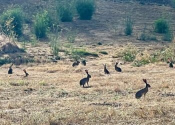 Resting Naturally in What You At all times Already Are