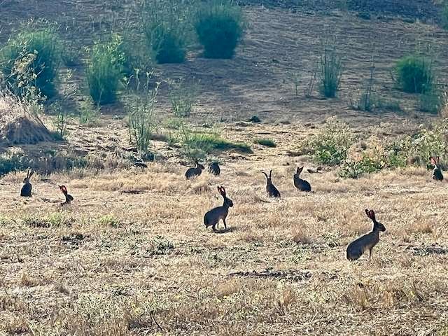 Resting Naturally in What You At all times Already Are