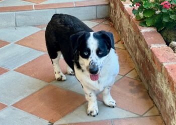 Consciousness Is Not a Particular State