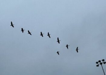 Resting as Wakefulness Itself – Deconstructing Your self