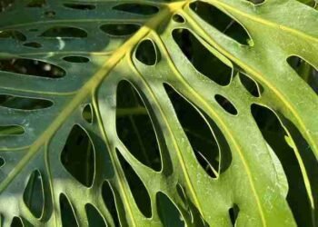 The Freedom of Groundlessness – Deconstructing Your self