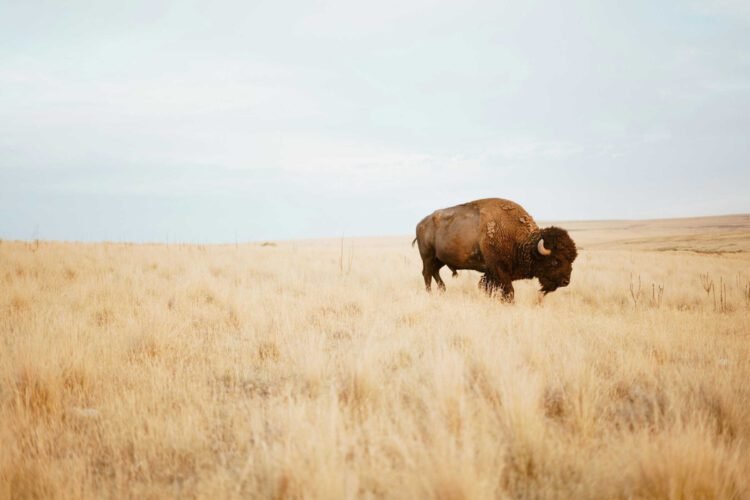 How bison ‘reawakened’ the world’s oldest nationwide park