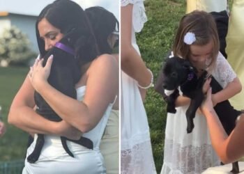 A pair shocked wedding ceremony company with rescue puppies