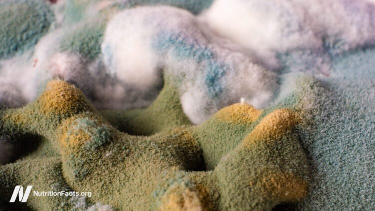 Are the Results of Ochratoxin Regarding?